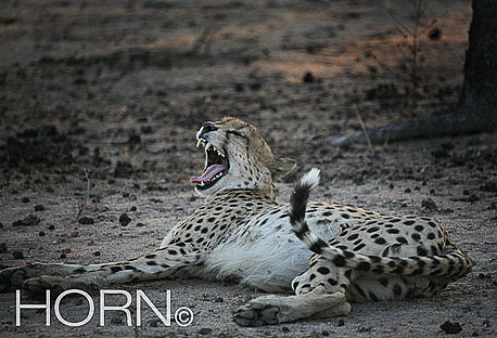 ANIMAL-131