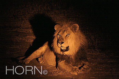 ANIMAL-148