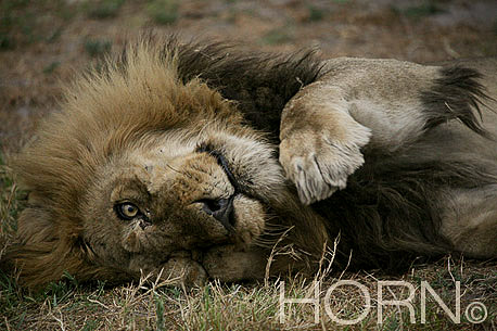 ANIMAL-208
