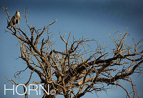 BIRDS-108