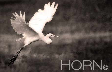 BIRDS-120