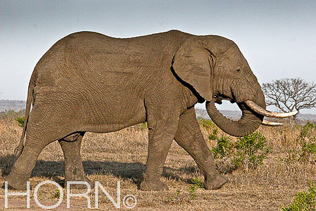 ANIMAL-189
