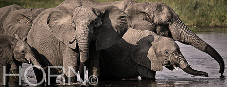 ANIMAL-192