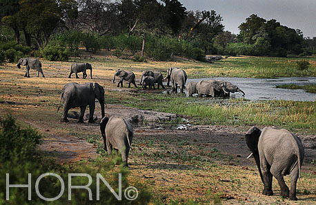 ANIMAL-195