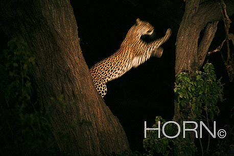 ANIMAL-152