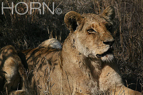 ANIMAL-201