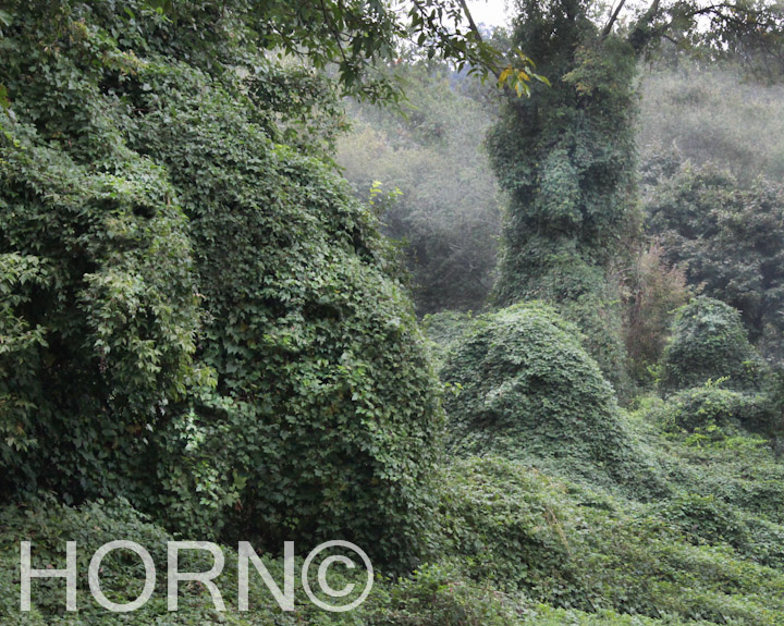 VINES_AND_TREES1441