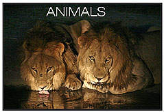 ANIMALS