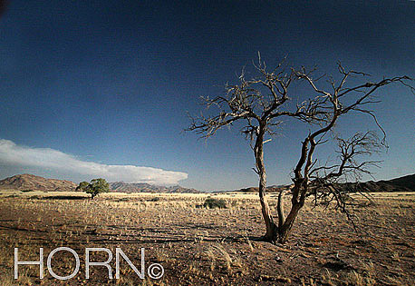 TREES-155