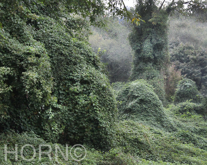 TREES_159
