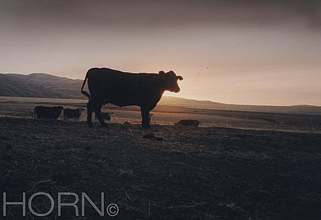 ANIMAL-107