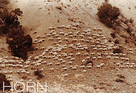 ANIMAL-110