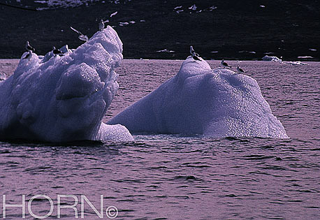 GREENLAND-117