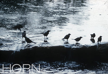 BIRDS-102