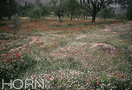 PASTORAL-102
