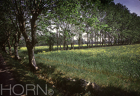 TREES-108