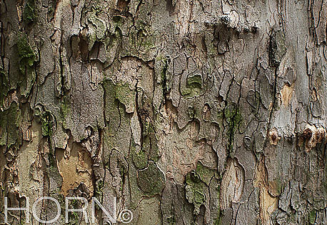 TREES-116