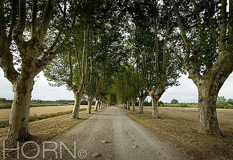 TREES-118