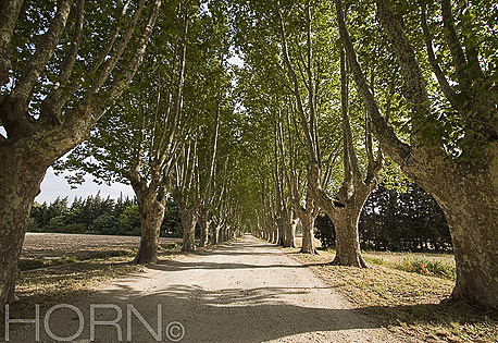 TREES-119