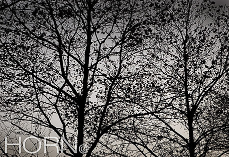 TREES-124
