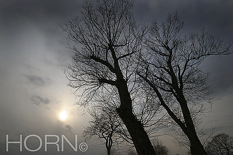 TREES-128