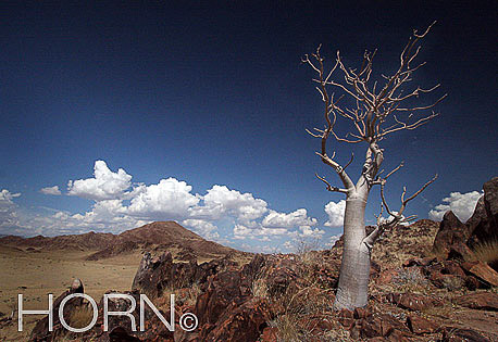 TREES-136