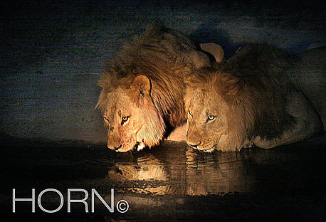 ANIMAL-129