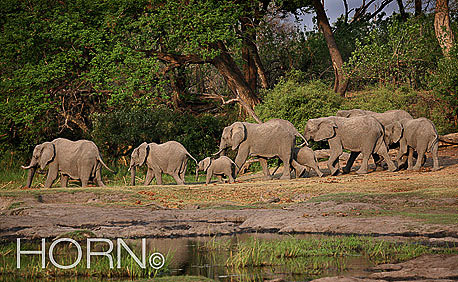 ANIMAL-134