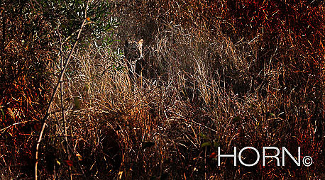 ANIMAL-166