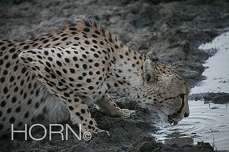 ANIMAL-171