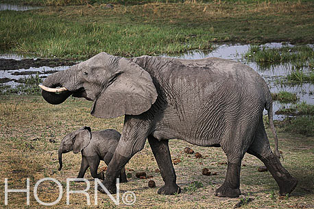 ANIMAL-191