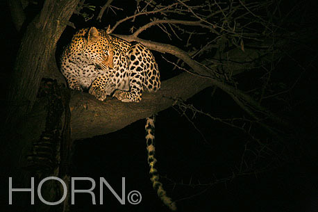 ANIMAL-222