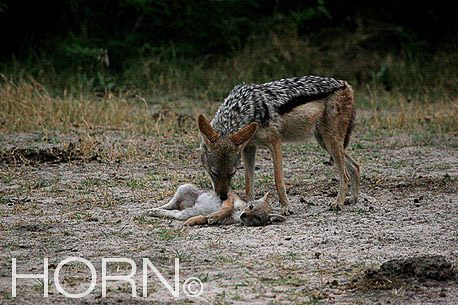 ANIMAL-231