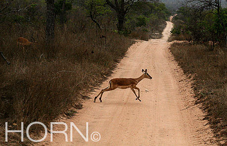 ANIMAL-236