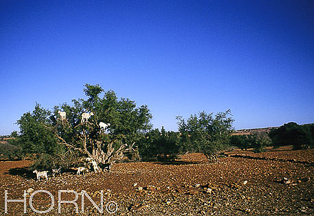 MOROCCO-123
