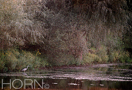 BIRDS-105