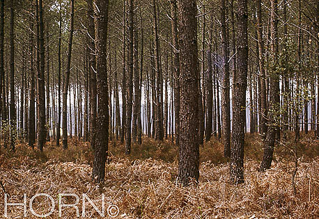 TREES-111