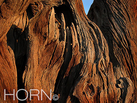 TREES-142